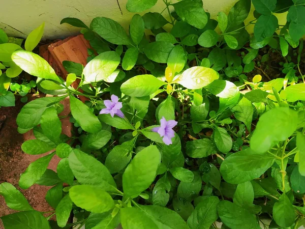 Sabah birlikte açan bir çift mor çiçek..