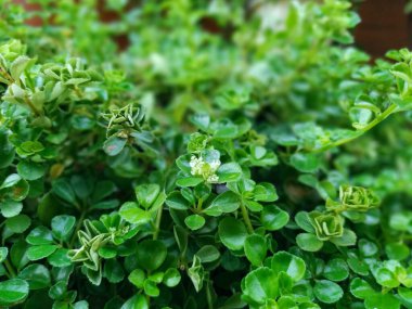 Sevimli eğreltiotu yeşil desenli arka plan. Parlak süs bitkileri.