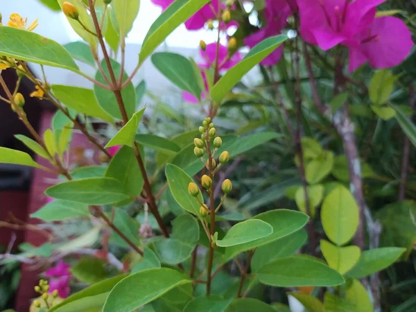 Balkonda Parlak Sarı Tomurcuklar Güzel Sarı Çiçekler — Stok fotoğraf