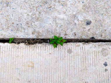Çimento çukurunda yetişen yeşil bitkilere odaklanın..