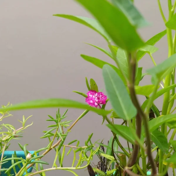 Солодкі Рожеві Квіти Красиві Квіти Серед Зеленого Листя — стокове фото