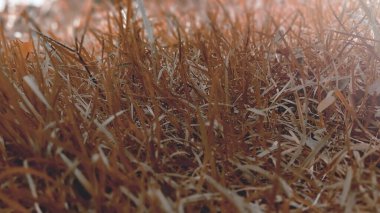 Çimenlerin turuncu desenli arka planı.