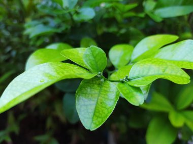 Close-up of bright green leaves in the evening.