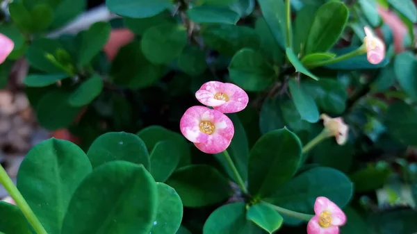 Close Pair Lovely Pink Flowers — Zdjęcie stockowe