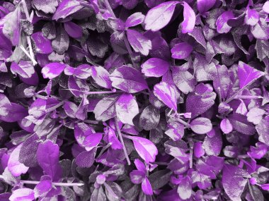 Artificial image of Carmona retusa for background work.