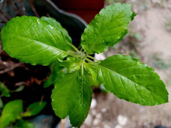 Gros Plan Des Jeunes Feuilles Basilic — Photo