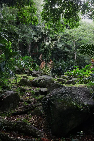 Seychelles Trópicos Pedras Granito Árvores — Fotografia de Stock