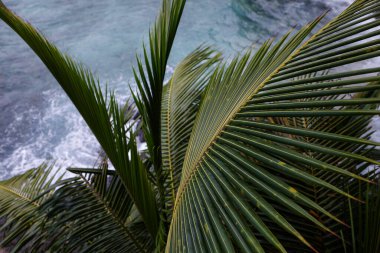 Şiddetli okyanusun arka planında palmiye dalları
