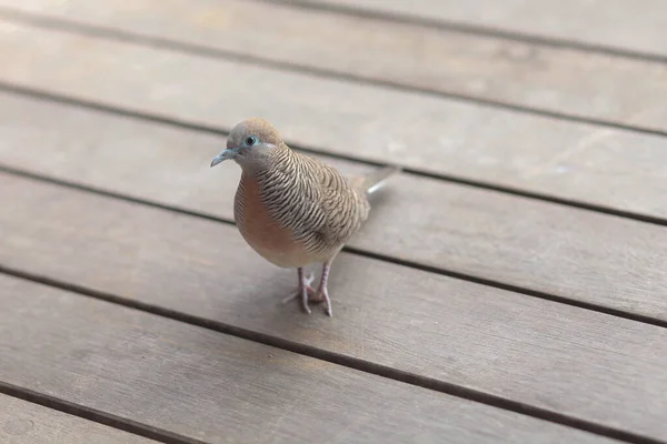 Vogel Houten Vloer Hoge Kwaliteit Foto — Stockfoto