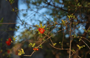pomegranate flower on the tree. High quality photo