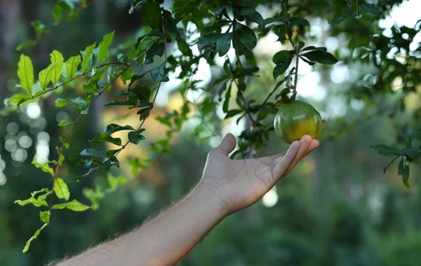 mens hand reaches for a pomegranate. High quality photo