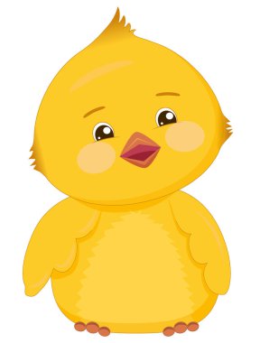 Meraklı sarı piliç oturur. Pembe yanakları ve beyaz arka planda izole edilmiş büyük gözleri olan sevimli bir kuş..