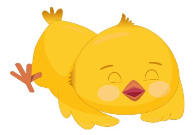 Tatlı, uyuyan sarı piliç. Pembe yanaklı komik kuş göbeğinde uyur, beyaz arka planda izole..