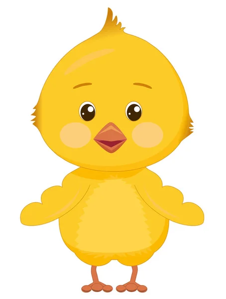 Komik, şaşırmış sarı piliç. Pembe yanakları ve beyaz arka planda izole edilmiş geniş gözleri olan sevimli bir kuş.