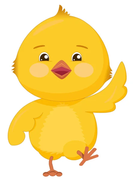 Neşeli yürüyen sarı tavuk. Pembe yanaklı komik kuş ve beyaz arka planda izole edilmiş büyük gözler..