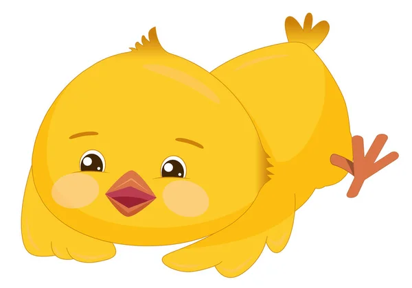 Neşeli, tüylü, sarı bir tavuk karnının üstünde yatıyor. Pembe yanaklı komik kuş ve beyaz arka planda izole edilmiş büyük gözler..