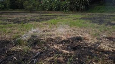 Ateş, küçük bir köyde kuru otları ve sazlıkları pirinç ile yakar. Yangın ve doğal afet. Çiftçi tarlayı gübrelemek için otları yakar..