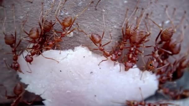 アリのコロニーは、壁に沿ってフェンスの上にハムの一片を運び、蟻の群れをおびき寄せ、走りながら移動します。コミュニティワークコンセプトマクロビデオ. — ストック動画
