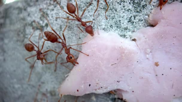 팀을 이룬 붉은 개미들은 햄 한 조각을 벽에 싣고 올라 갑니다. 고품질 매크로 — 비디오