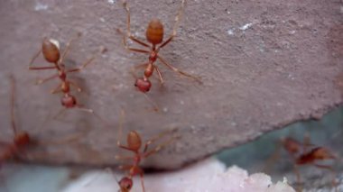 Karıncalar bir takım olarak çalışır, bir parça jambonu çitin yukarısına taşırlar. Hayvanların hayatta kalması için savaş. Böceklerin doğal yaşamının makro çekimi.