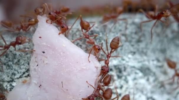 閉じる昆虫の自然の生活のショットを、アリのチームとして、ハムのフェンスの上に作品を運ぶ。動物の生存のための戦い. — ストック動画
