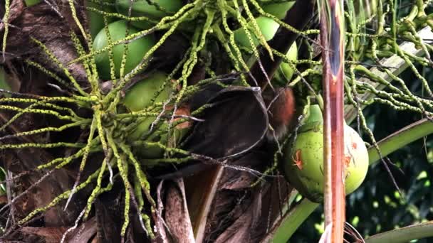 Veverka v asijské džungli na kokosovém stromě — Stock video