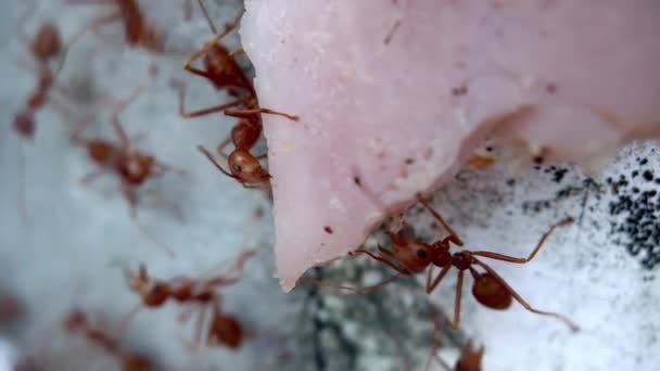 Teamwork røde myrer bære et stykke skinke op ad væggen Luk op Makro fotografering. 4k – Stock-video