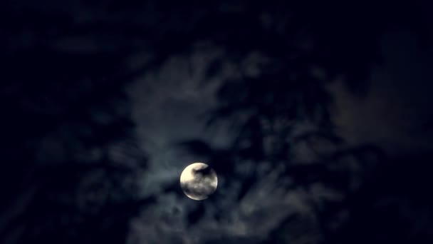 満月はヤシの木や海岸のエキゾチックな木の枝を通って見えます。ビデオ編集の背景. — ストック動画