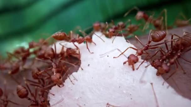 Colônia de formigas transportar alimentos para o formigueiro, movimento febril ocupado de insetos animais, correndo movimento rápido ao longo da parede. O conceito de trabalho social coletivo na vida natural — Vídeo de Stock