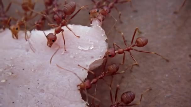Una colonia di formiche porta un pezzo di prosciutto lungo la recinzione lungo il muro fino al formicaio, scurry, muoversi in una corsa. Concetto di lavoro collettivo Macro video. — Video Stock