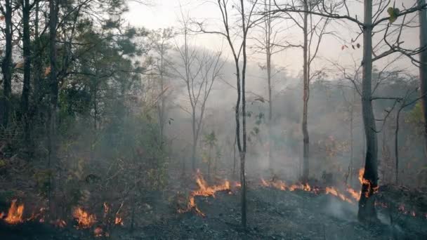 气候危机 大火在国家公园的旱季 森林被森林大火摧毁 — 图库视频影像