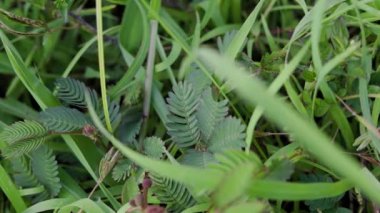 Saç örgülü, turuncu kapüşonlu genç sarışın bir kadın kırmızı bir köpekle çimenlerde oynuyor. Yüksek kalite 4k görüntü