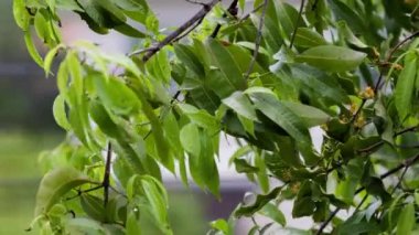Yağmurdan sonra damlalarla kaplı bir ağacın yeşil yaprakları. Yüksek kaliteli FullHD görüntüler