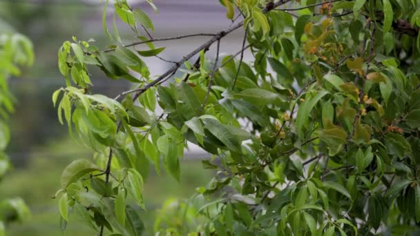 Зеленые Листья Дерева Покрытые Каплями После Дождя Высококачественные Fullhd Кадры — стоковое видео