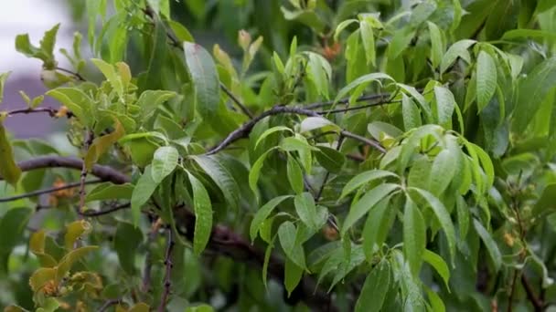 Πράσινα Φύλλα Δέντρου Καλυμμένα Σταγόνες Μετά Βροχή Υψηλής Ποιότητας Υλικό — Αρχείο Βίντεο