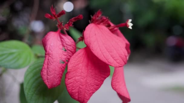 Цветок Красной Бугенвиллеи Муравьем Ползающим Нему Высококачественные Кадры — стоковое видео