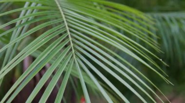 Yakın palmiye yapraklarının görüntüsü. Yüksek kalite 4k görüntü