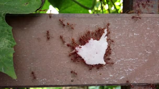 개미의 무리는 개미집으로 식량을 운반하고 곤충들의 빠르게 움직이는 생활에서 매크로 — 비디오