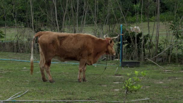 パドック牧草地の村の牛 高品質4K映像 — ストック動画