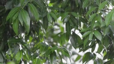 Ağaçta damlayan yağmur damlaları ve yağan yağmurun arka planında güzel bir bokeh bırakır. Yağmurlu havada yeşillik. - Evet. Yüksek kalite 4k görüntü