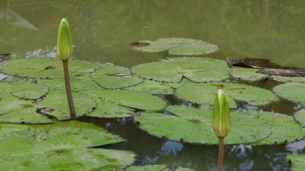 Une Libellule Est Assise Sur Une Fleur Lotus Envole Vole — Video