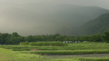 Yağmur fırtınası sırasında tarımsal organik tarım. Yüksek kalite 4k görüntü