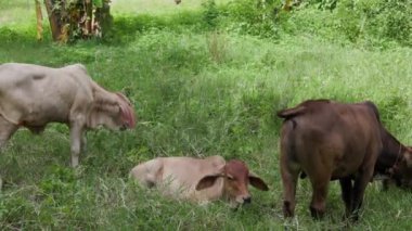 İnekler ve buzağılar sahada. Yüksek kalite 4k görüntü