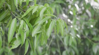 Ağaçta damlayan yağmur damlaları ve yağan yağmurun arka planında güzel bir bokeh bırakır. Yağmurlu havada yeşillik. - Evet. Yüksek kalite 4k görüntü