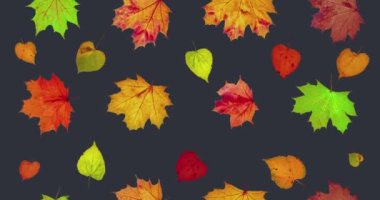 Animated background.Autumn leaves falling and flying in the wind. Thanksgiving Concept, Family, Discount and Sale for this Holiday. High quality 4k footage