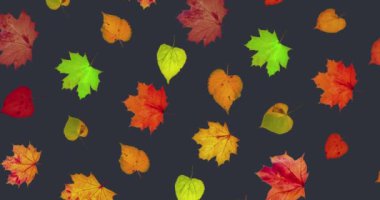 Animated pattern of rotating dry autumn leaves with congratulations on blackboard background, happy thanksgiving day background concept. High quality 4k footage