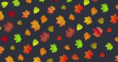 Animated pattern of rotating dry autumn leaves with congratulations on blackboard background, happy thanksgiving day background concept. High quality 4k footage