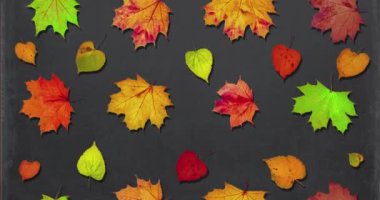 Animated pattern of rotating dry autumn leaves with shadow on blackboard background, happy thanksgiving day background concept. High quality 4k footage