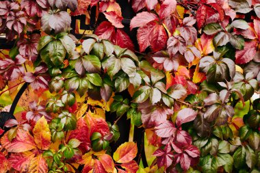 Düşen sonbahar yapraklarının renkli arkaplanı, kırmızı