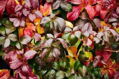 Düşen sonbahar yapraklarının renkli arkaplanı, kırmızı